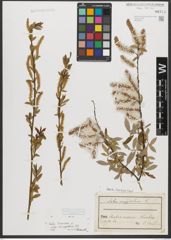 Foto von Salix triandra subsp. amygdalina (L.) Schübl. & G. Martens